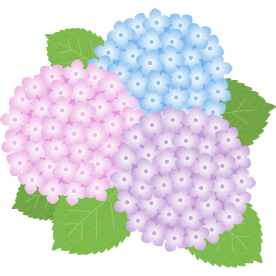 紫陽花（あじさい）の花のイラスト